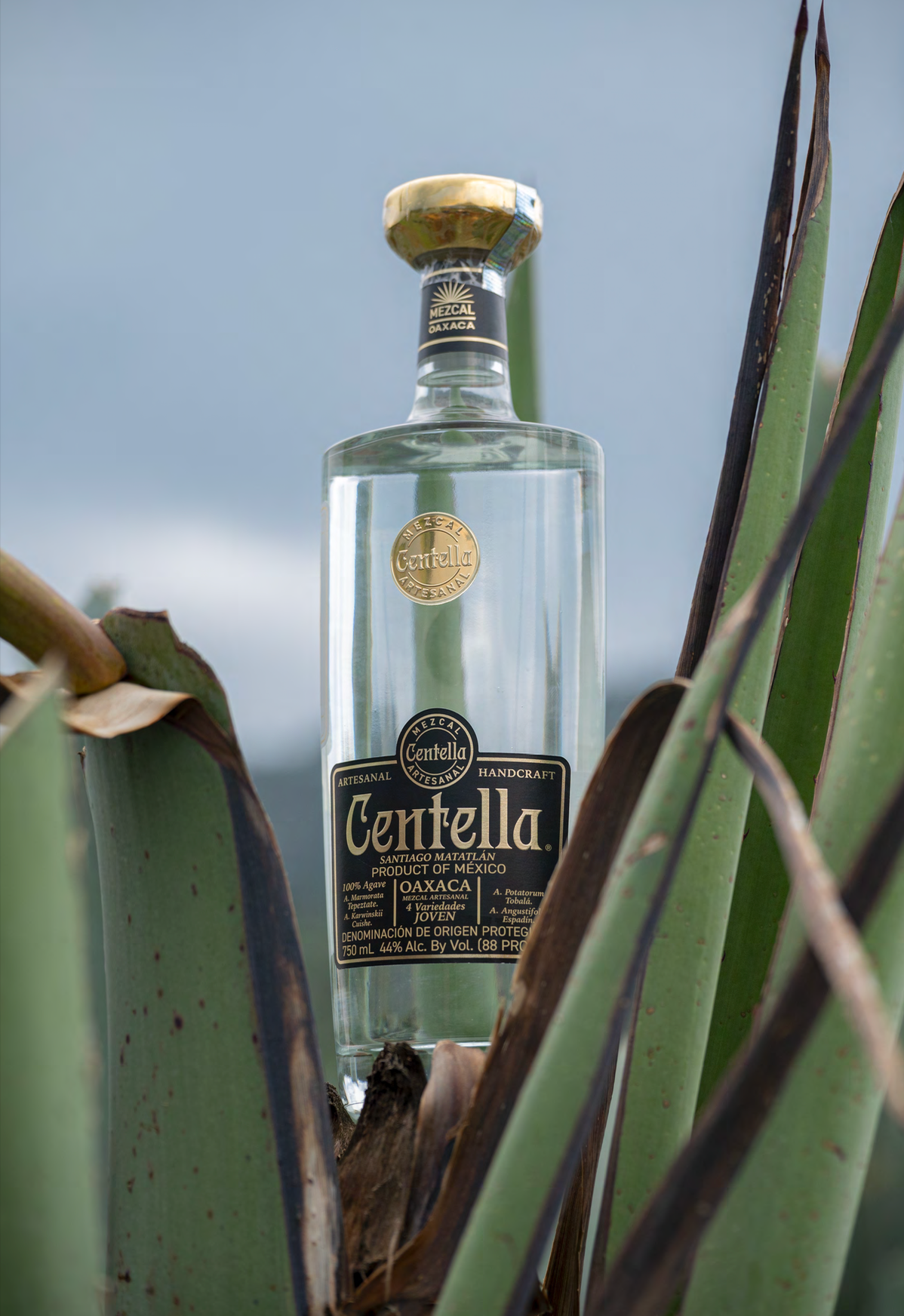 Centella, Ensemble Mezcal
